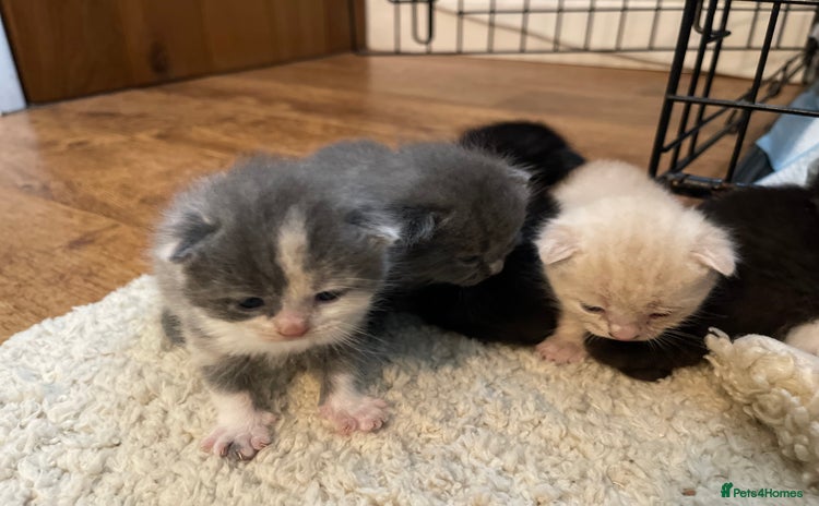 Mixed Breed cats - Advert 14