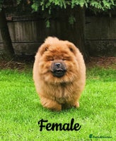 Chow Chow dogs - Advert 3