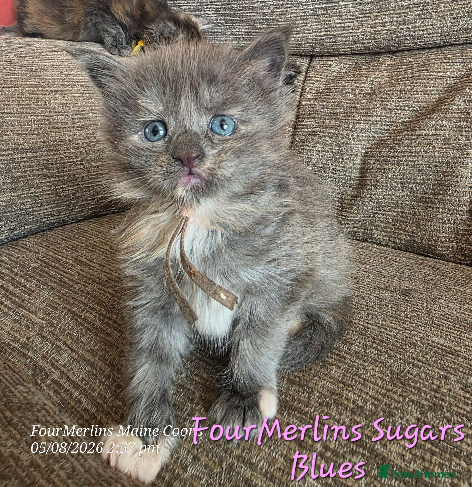 Maine Coon cats Gorgeous Maine Coon Kittens - Advert 2
