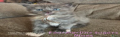 Sugars Blues