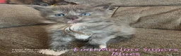 Maine Coon cats for sale: Gorgeous TICA registered Maine Coon Kittens - Advert 1