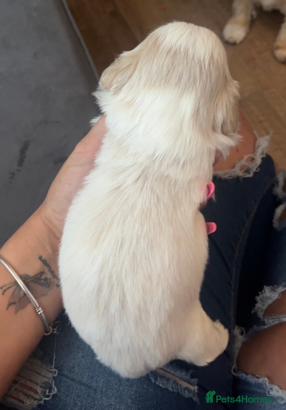 Shih Tzu dogs for sale: Cream and chocolate imperial shih tzu pups - Image 5