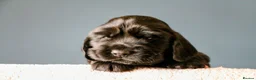 Cocker Spaniel dogs for sale: KC registered show type Cocker spaniel puppies  in Macclesfield - Advert 6