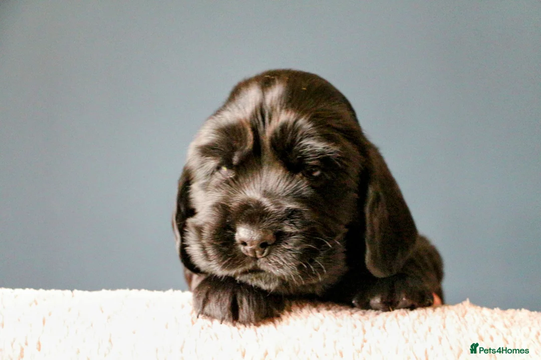 Cocker Spaniel dogs for sale: KC registered show type Cocker spaniel puppies  - Advert 26