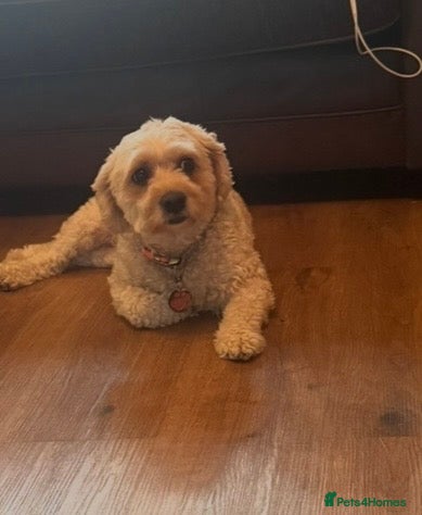 Cavapoo dogs Cavapoo female needing new home  - Advert 1