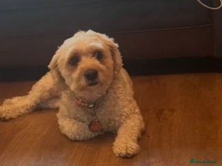 Cavapoo dogs Cavapoo female needing new home - Advert 1