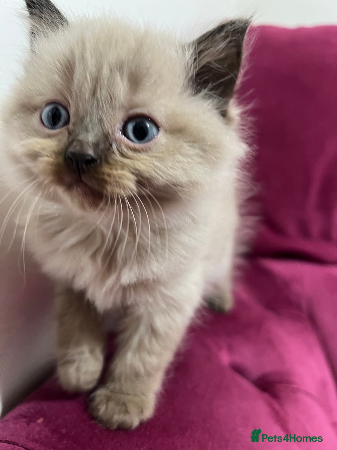 Ragdoll cats for sale: Beautiful Ragdoll Kittens Available  - Advert 2