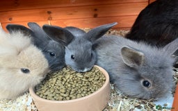 Mini Lop rabbits for sale: A Mix of Mini lop and Mini Lion Lop - Image 27