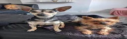 Mixed Breed dogs for sale: Rufus age 12mth  - Advert 1