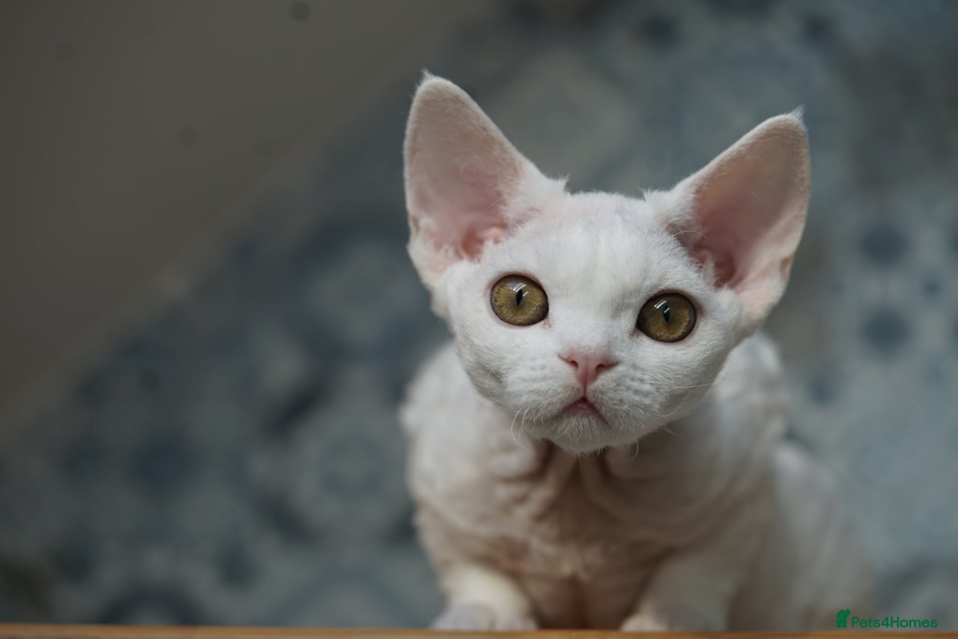Devon Rex cats White Female Kitten Available 🤍 - Advert 2