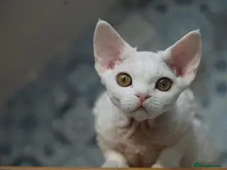 Devon Rex cats White Female Kitten Available 🤍 - Advert 2