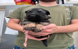 German Shepherd dogs for sale: KC FEMALE GSD PUPPIES - Image 9