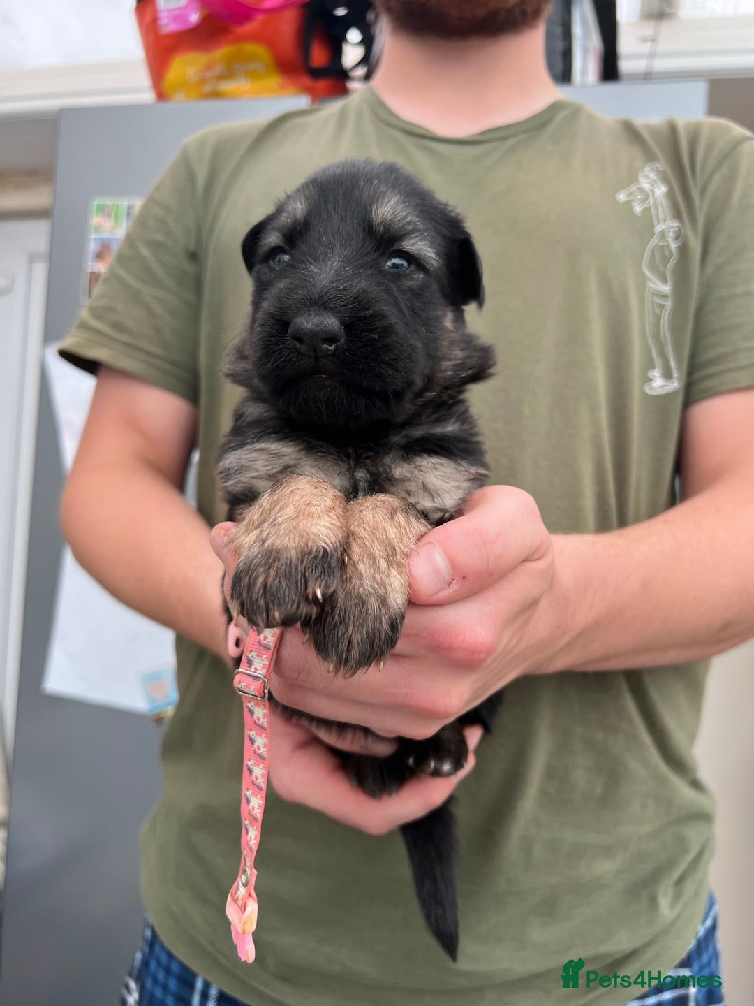 German Shepherd dogs for sale: KC FEMALE GSD PUPPIES - Image 9