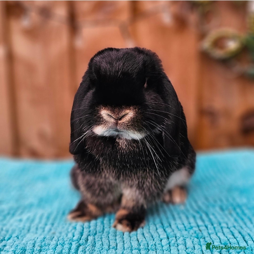 Mini Lop rabbits Vaccinated Mini Lops  - Advert 18