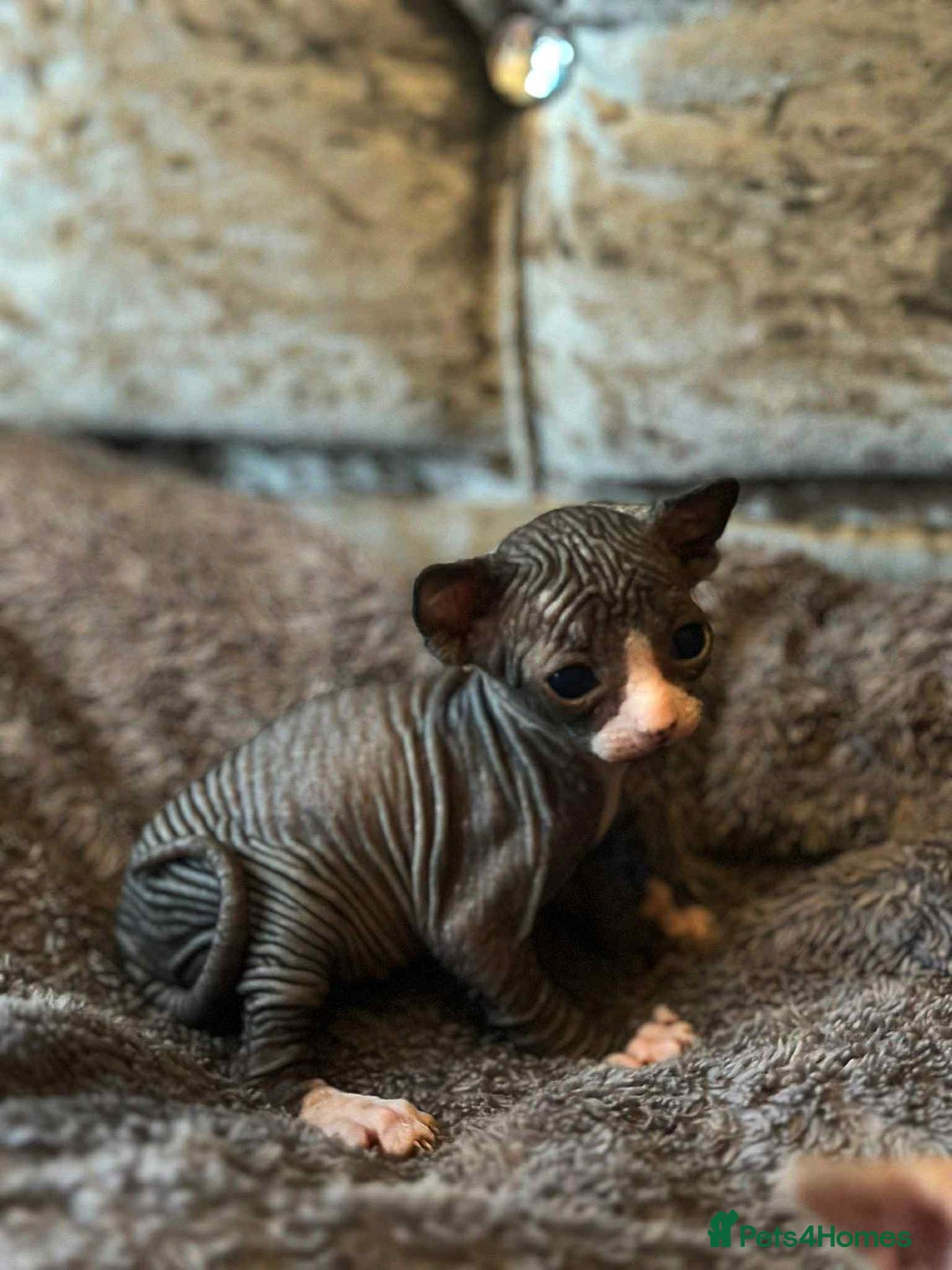 Sphynx cats for sale: 5 Canadian Sphynx kittens available  - Image 7