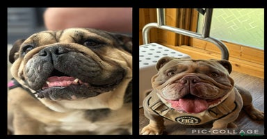 English Bulldog dogs - Advert 3