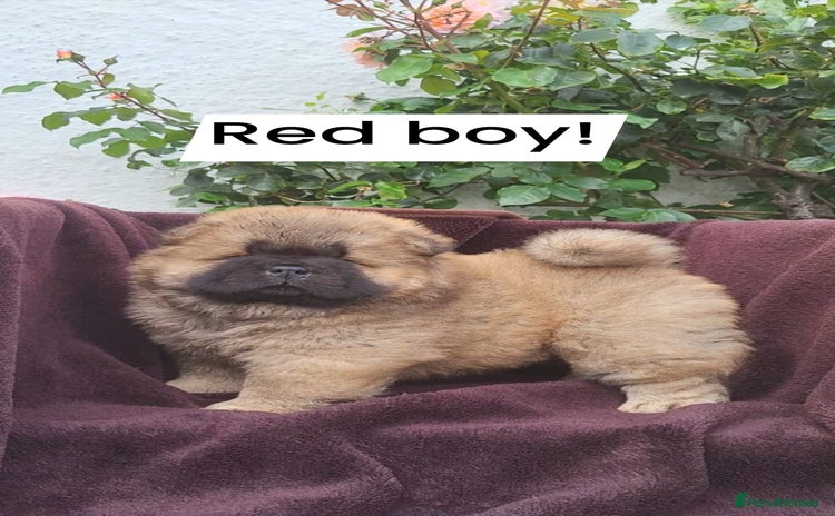 Chow Chow dogs in Thornton-Cleveleys - Advert 8