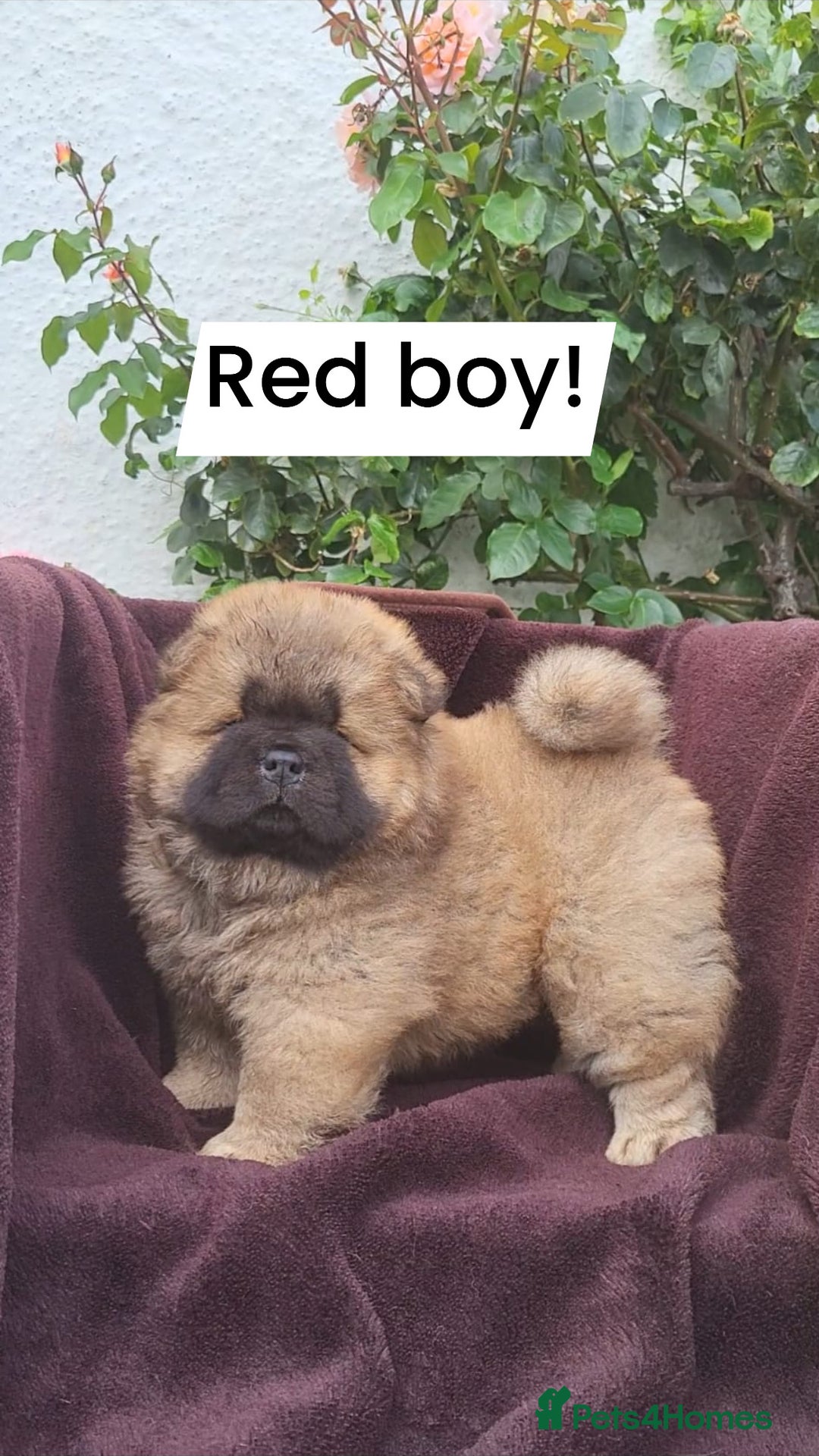 Chow Chow dogs for sale: Chow Chow Puppy 1 - 5 star KC registered Chow Chow puppies - Image 1