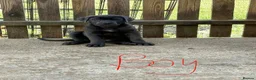 Cane Corso dogs for sale: Cane corso pups ready now - Advert 11