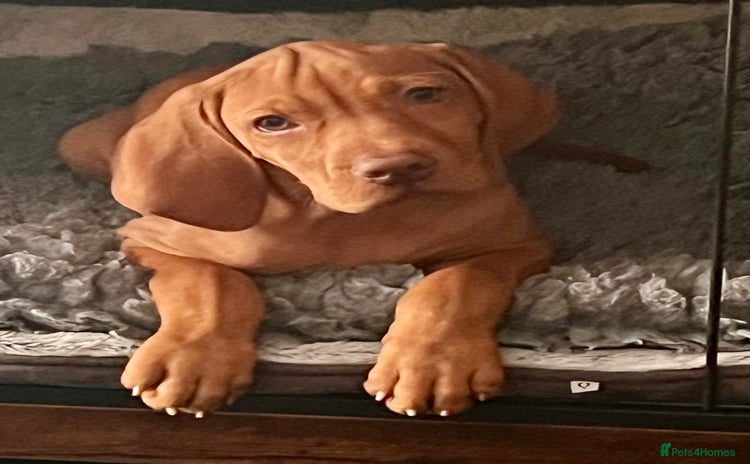 Hungarian Vizsla dogs - Advert 2