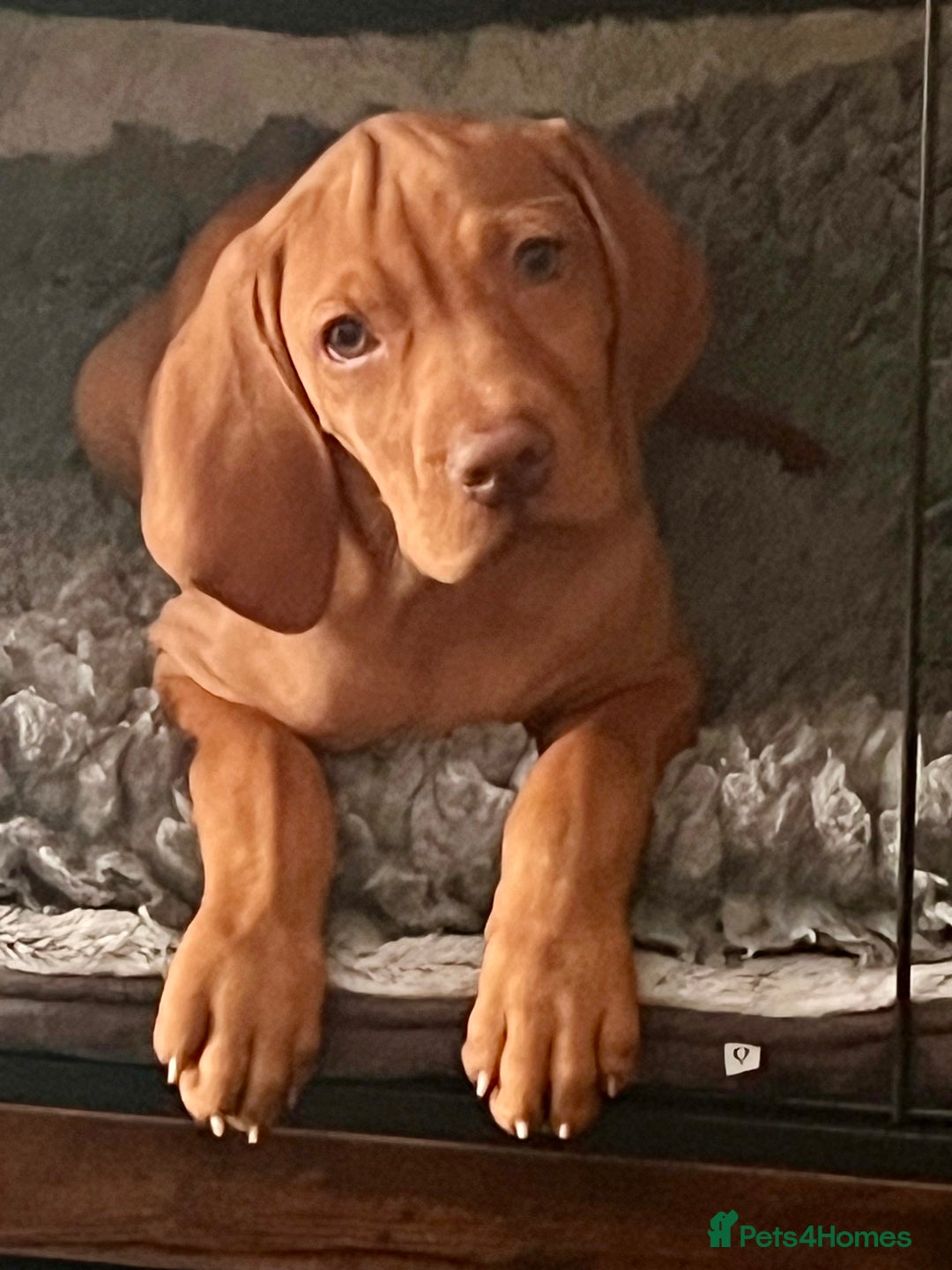 Hungarian Vizsla dogs for sale: 5 Generation KC Champ Bloodlines puppies Ready now - Image 2