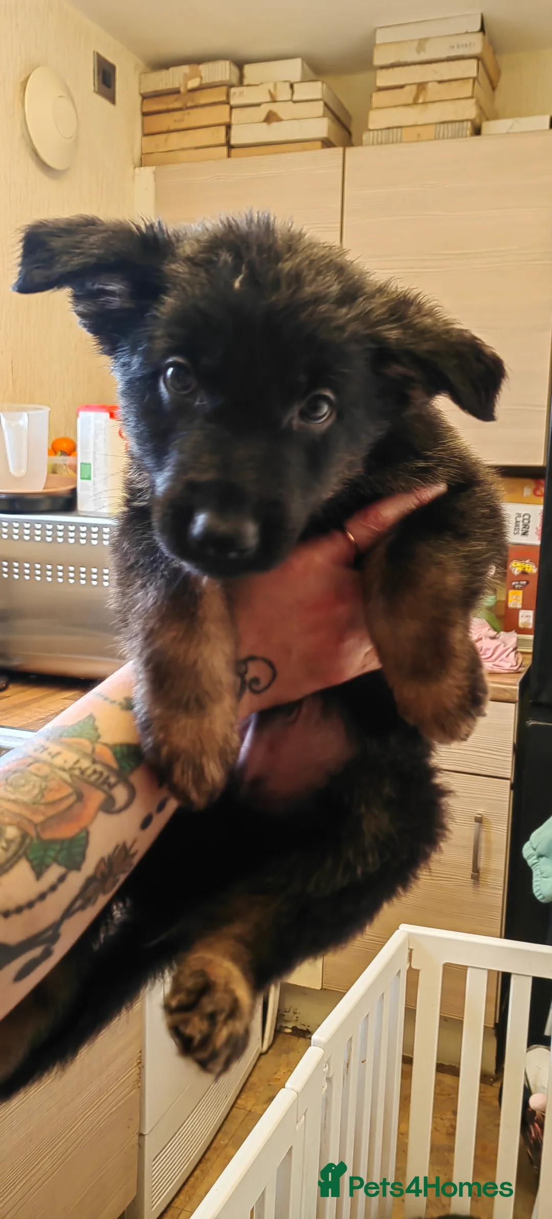 German Shepherd dogs for sale: German shepherd pups in Hyde - Advert 4