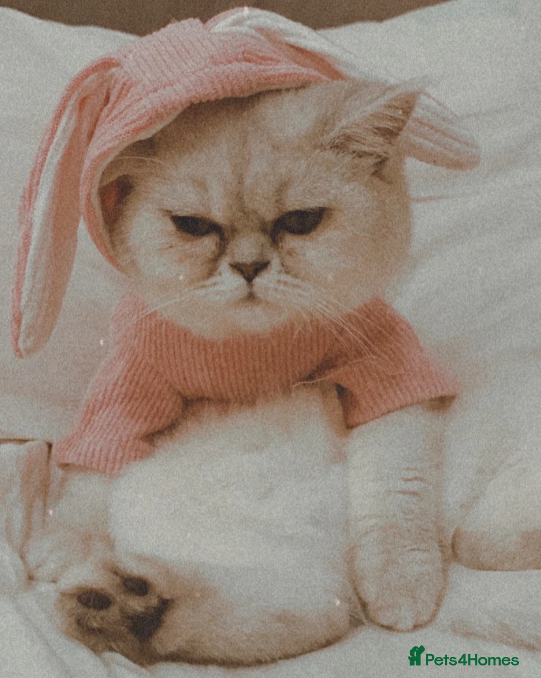 Persian cats for sale: Persian cat up for adoption  - Advert 1