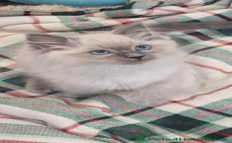 Ragdoll cats Rag doll kitten for sale  - Advert 1
