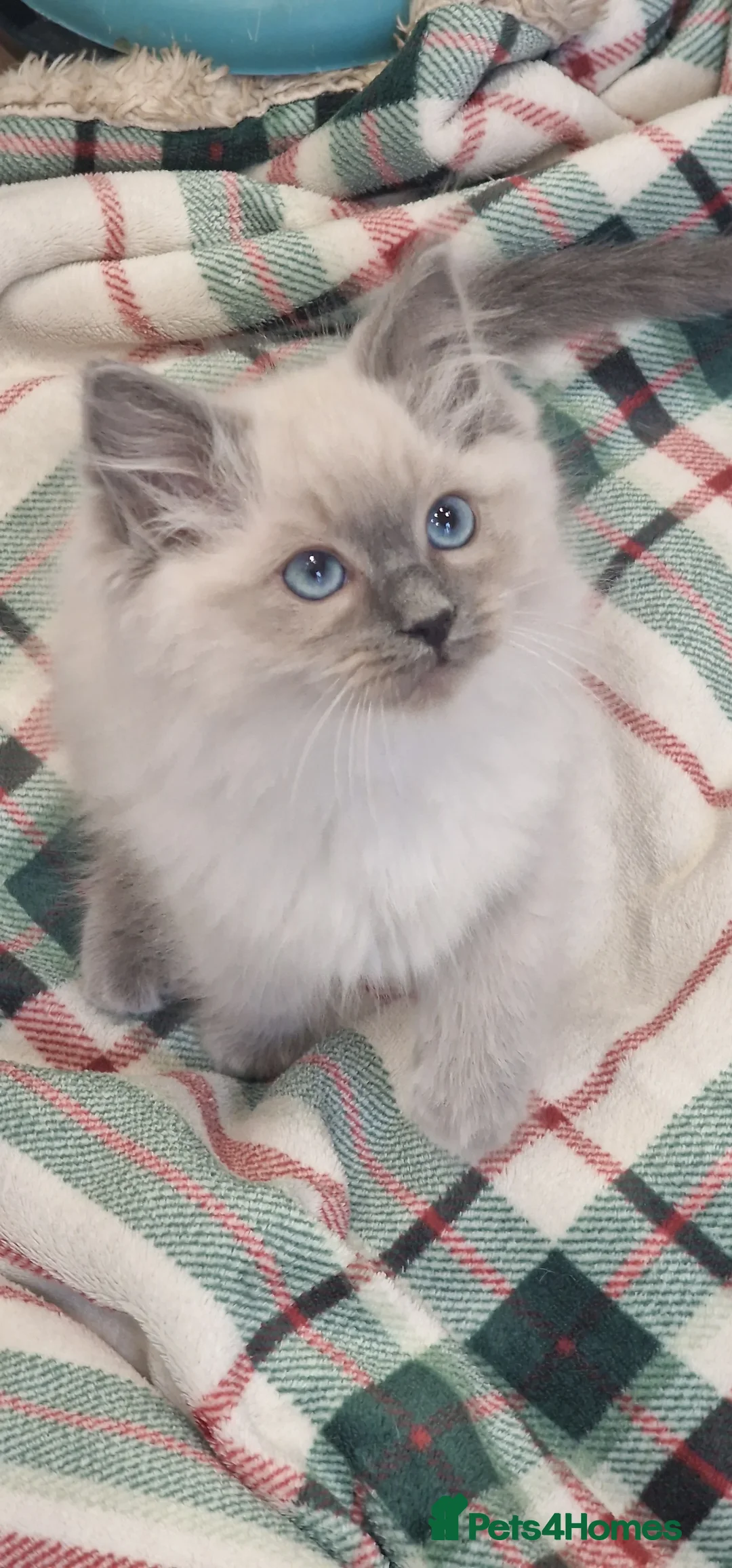 Ragdoll cats for sale: Rag doll kitten for sale  - Advert 1