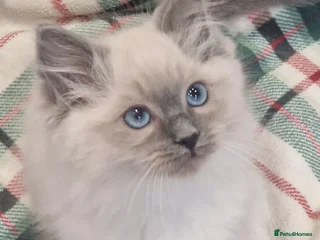 Ragdoll cats Rag doll kitten for sale - Advert 2