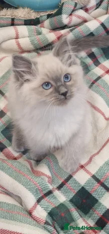 Ragdoll cats Rag doll kitten for sale - Advert 1