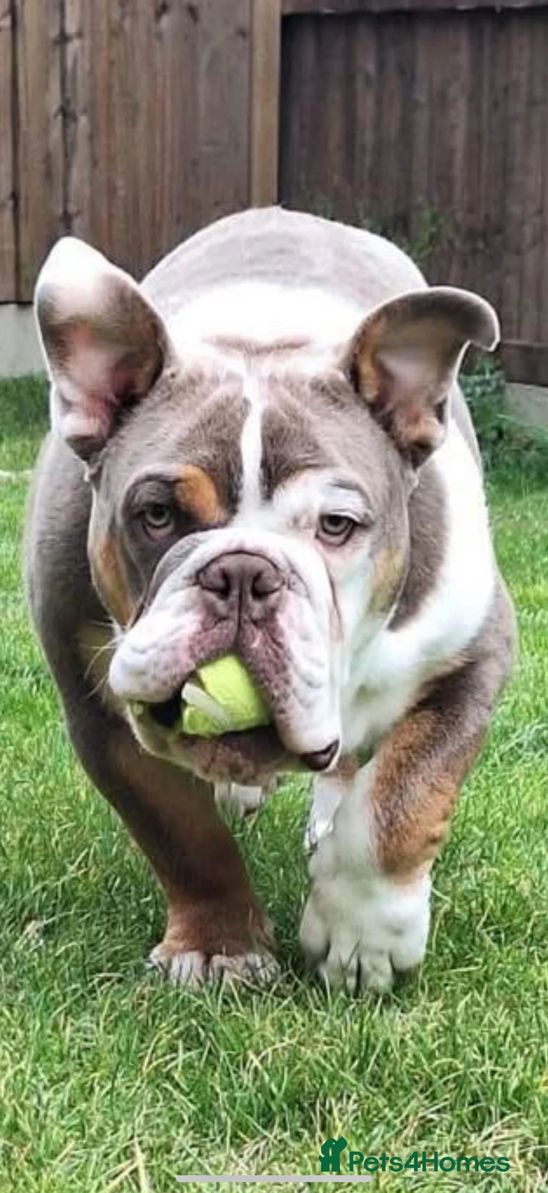 English Bulldog dogs for sale: Sully the bulldog - Advert 3