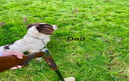 English Springer Spaniel dogs for sale: Working Bred Springer Spaniel Puppies For Sale.  - Image 27