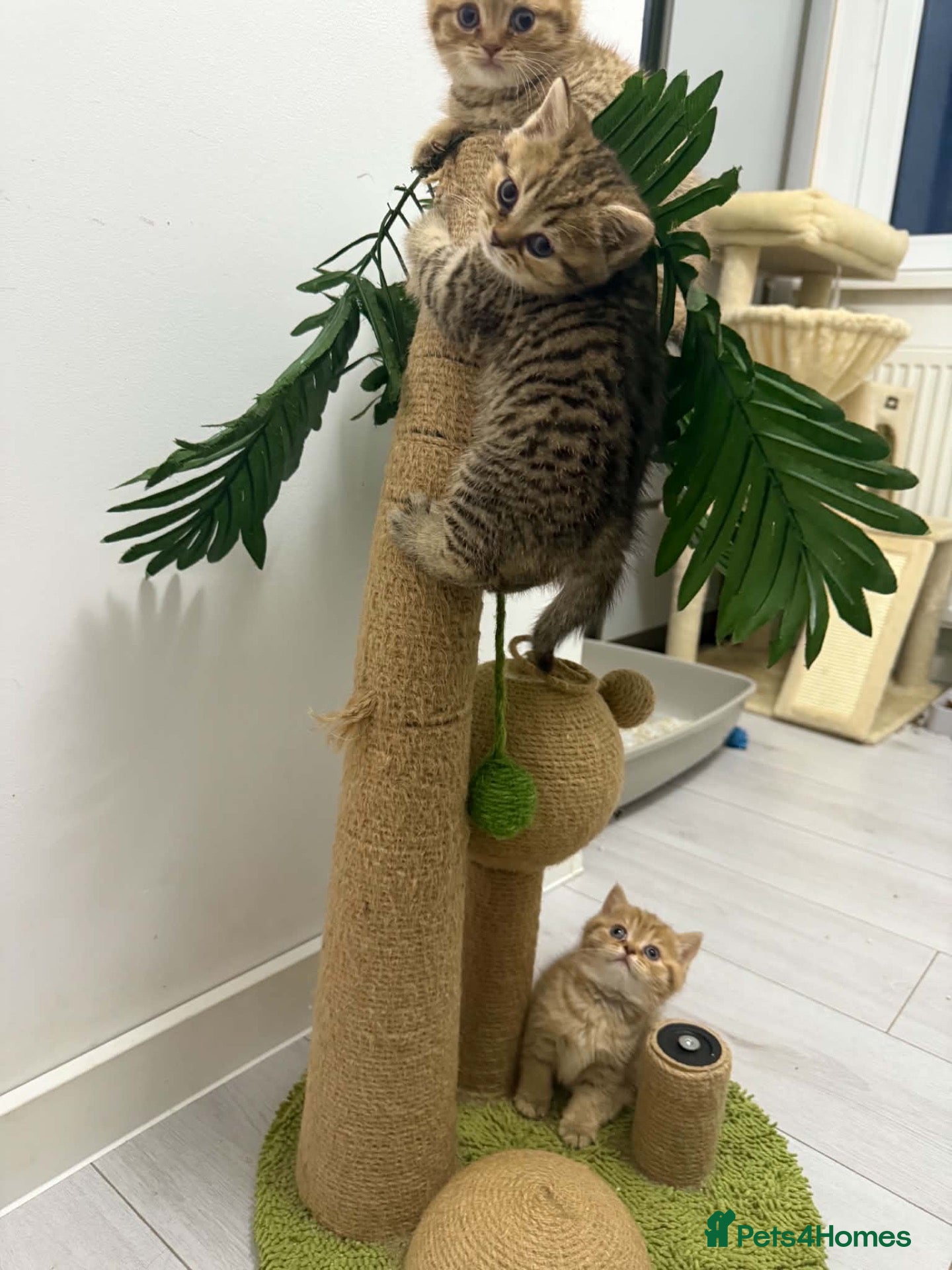 Scottish Fold cats Exceptional litter of Scottish fold/ straight😍😍 - Advert 1