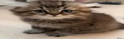 British Shorthair cats for sale: Pedigree British Shorthair  - Advert 25