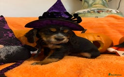 Cocker Spaniel dogs for sale: Cocker spaniels  - Image 16