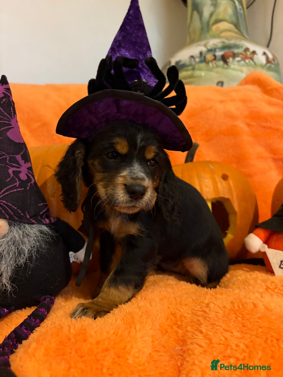 Cocker Spaniel dogs for sale: Cocker spaniels  - Image 16