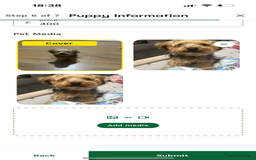 Yorkshire Terrier dogs for sale: Beautiful Yorkshire Terrier Puppy for Sale - Image 2