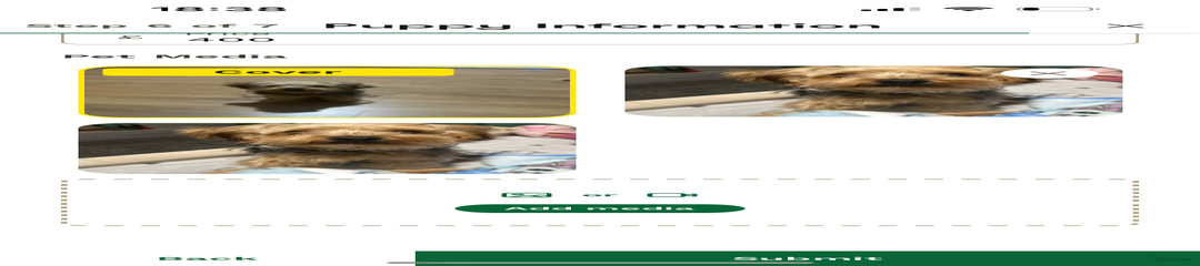 Yorkshire Terrier Puppy 2 Nero