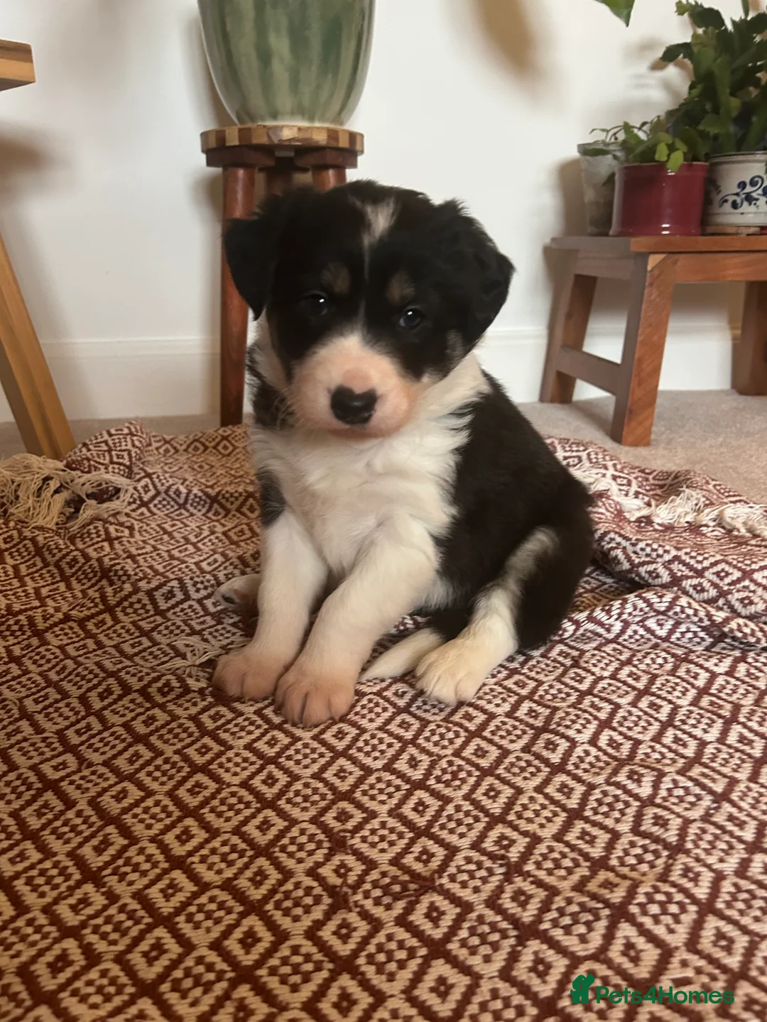 Border Collie dogs for sale: Collie pups - Advert 11