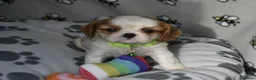 Cavalier King Charles Spaniel dogs for sale: Fully Health Tested KC Cavalier King Charles S in Rugby - Advert 17