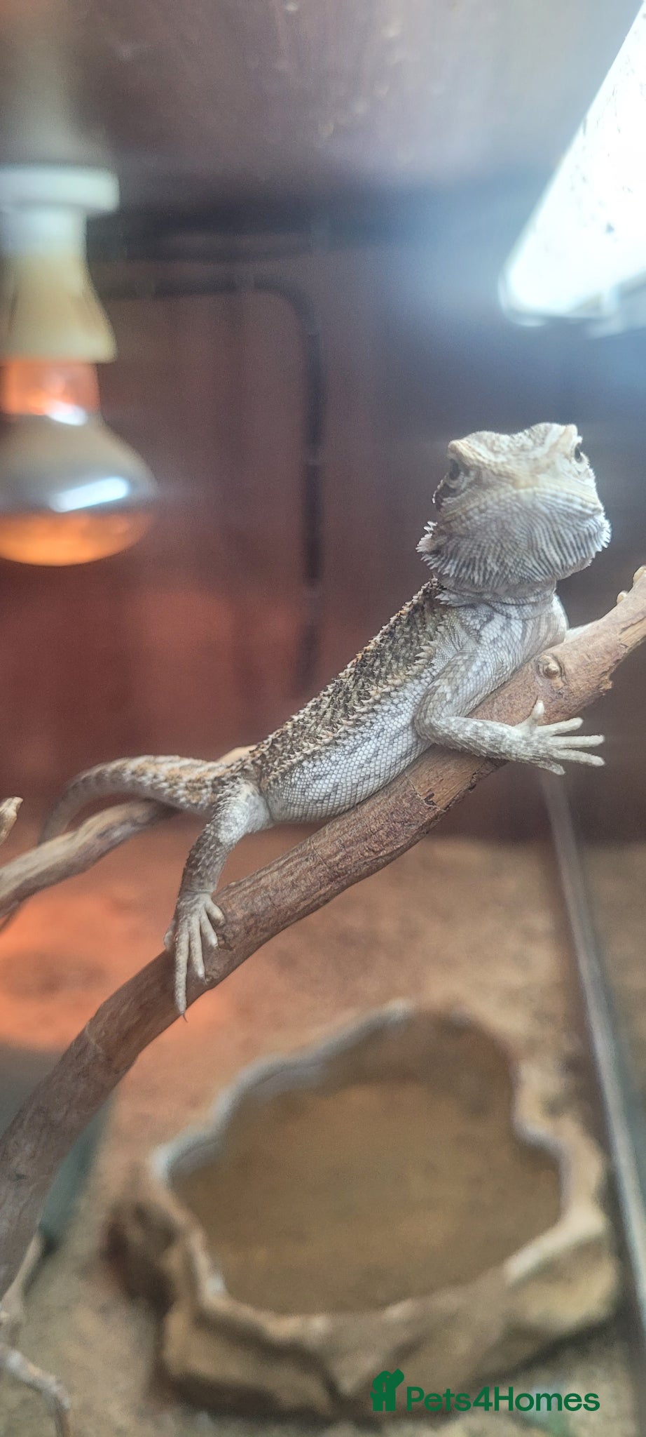Bearded Dragon reptiles for sale: Bearded dragon  - Advert 5