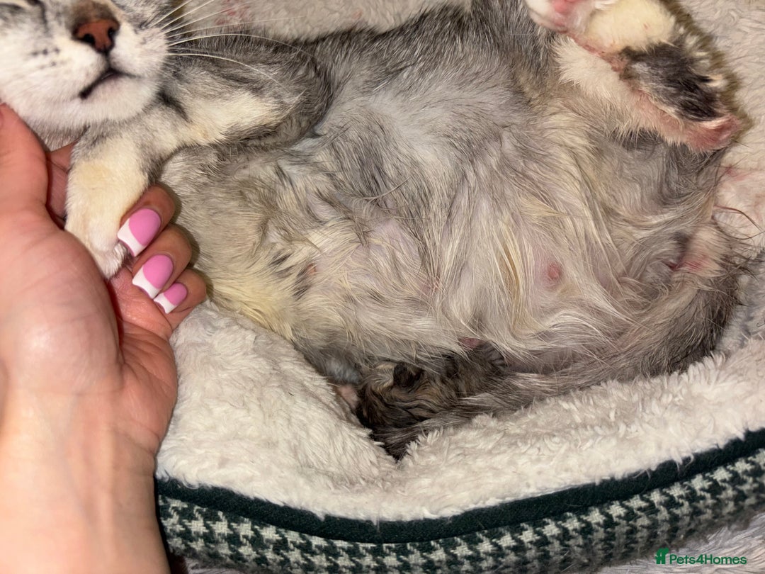 Scottish Fold cats for sale: Adorable Scottish Straight Kittens 🥰 - Advert 6