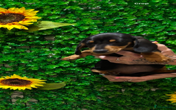 Miniature Dachshund dogs for sale: Smooth hair miniature dachshunds  - Image 14