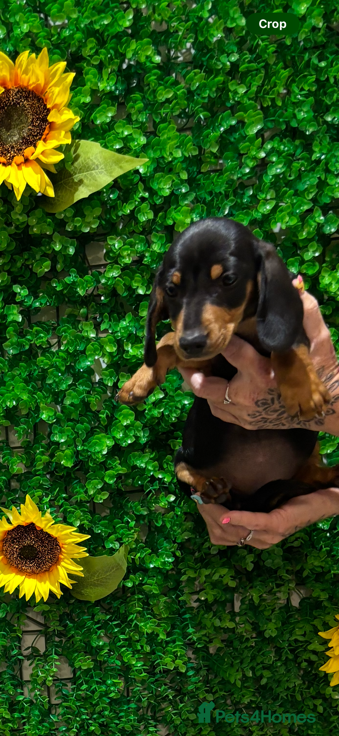 Miniature Dachshund dogs for sale: Smooth hair miniature dachshunds  - Image 14