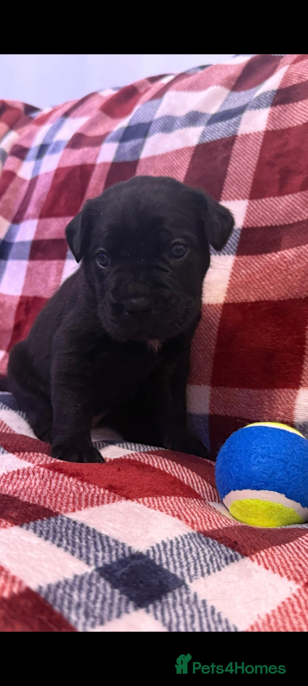 Cane Corso dogs for sale: ONE & ONLY UK LITTER DEL DYRIUM BLOOD LINES  🖤  - Advert 6