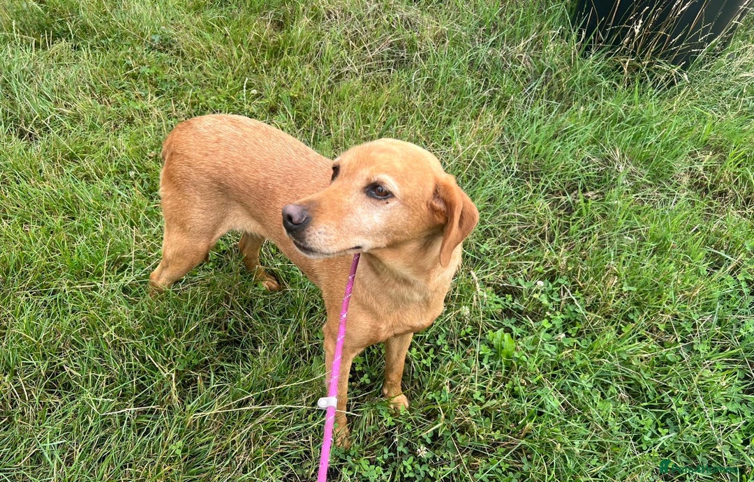 Labrador Retriever dogs for adoption: Bella* Labrador Retriever * 240718 - Image 2