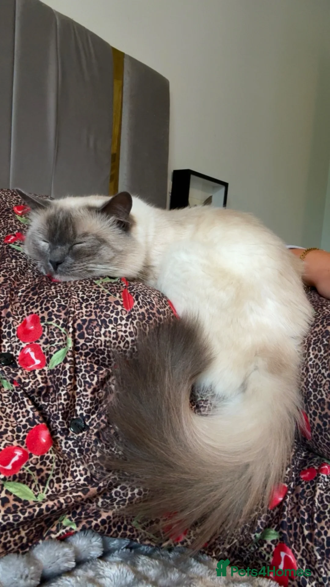 Ragdoll cats for sale: Boy Ragdoll - 1.5 years old  in Bolton - Advert 2