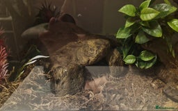 Corn Snake reptiles for sale: Corn snake and viv/accessories  - Image 4