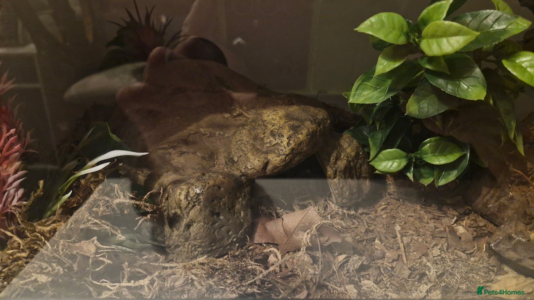 Corn Snake reptiles for sale: Corn snake and viv/accessories  - Image 4